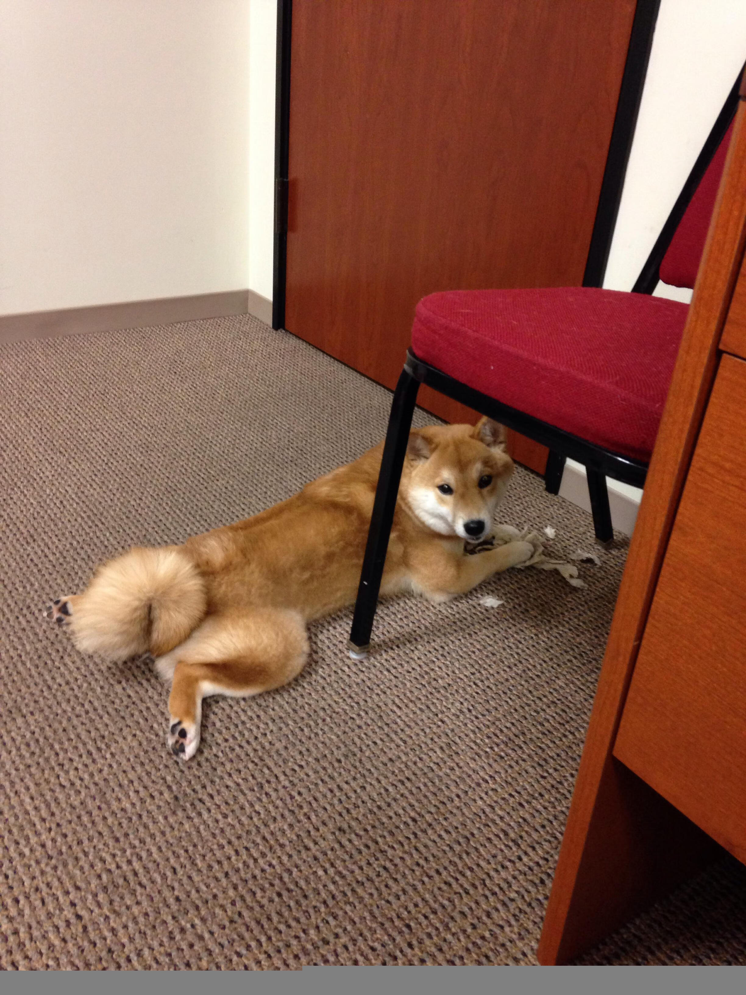 五大联赛主力与替补表现差距对积分边际影响评估，五大联赛主场胜率