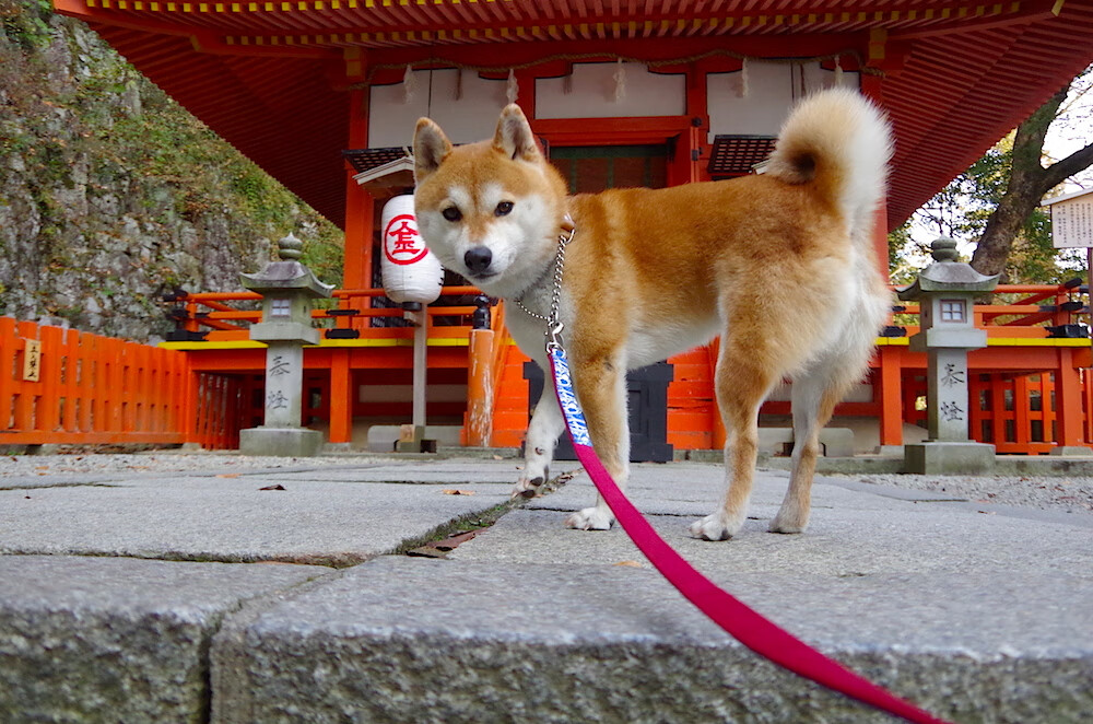 Kaiyun(中国)开云-田径训练基地设立开放日促进全民参与，国家田径训练基地