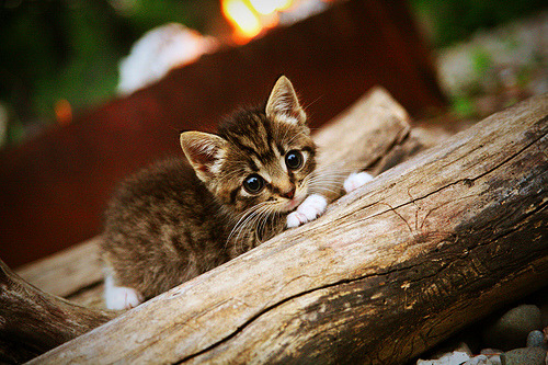 丁俊晖单杆破百淘汰世界冠军，丁俊晖获得冠军