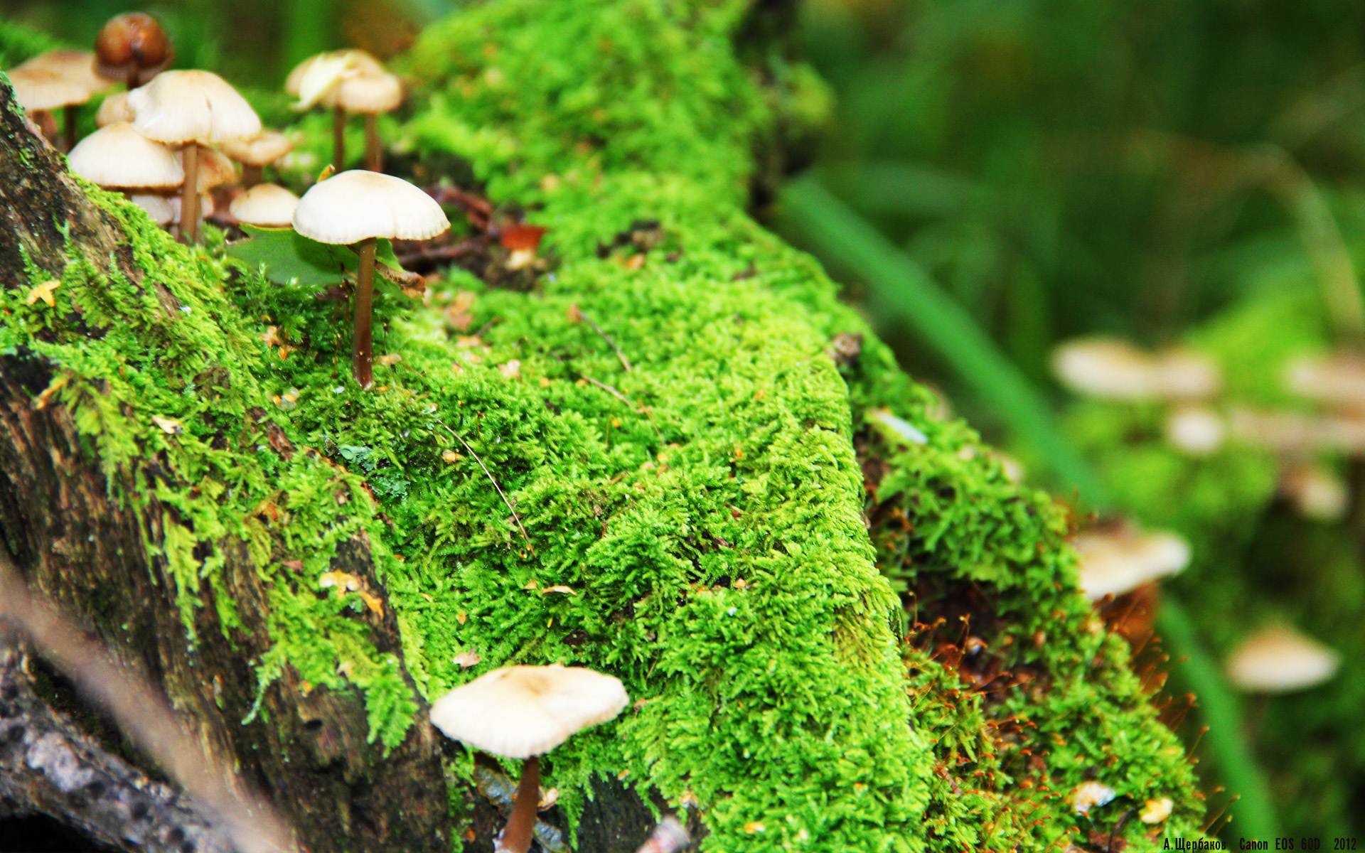 Kaiyun官方登录入口-塞内加尔男篮在非洲锦标赛中奋勇争先，体育势头锐不可挡，南非洲杯塞内加尔