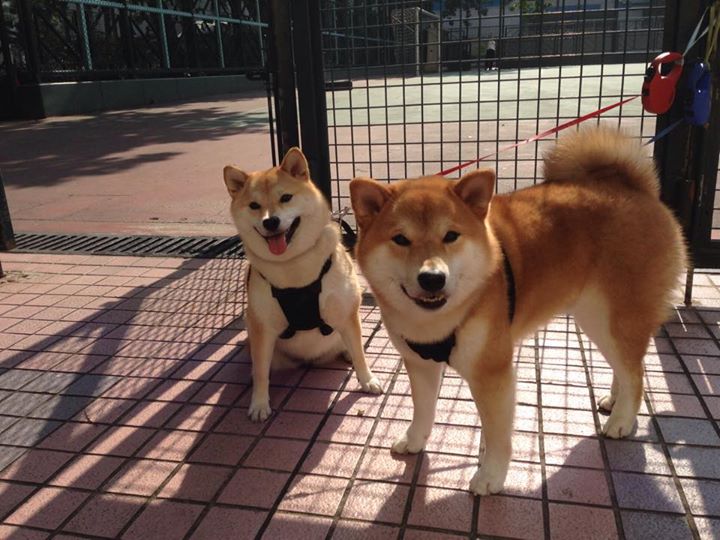 奥卡拉汉200米自再夺金 再证天赋与实力，奥卡拉国家森林公园