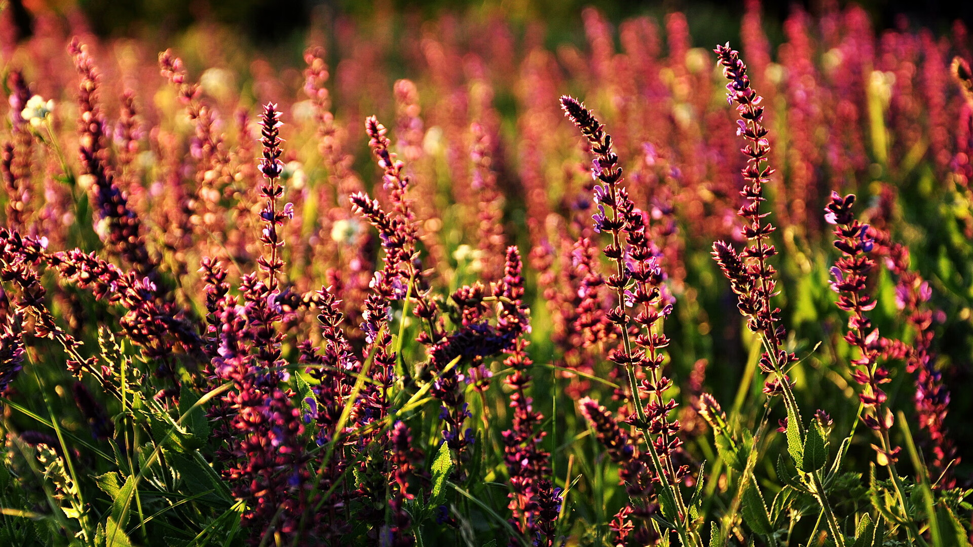 火箭球员分享个人成长经历鼓舞年轻一代，火箭球员历史名单