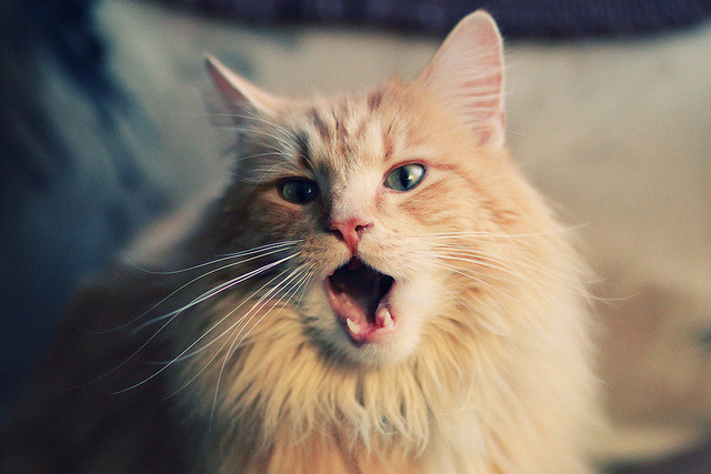 科斯精准换泳成夺冠关键,科斯介绍