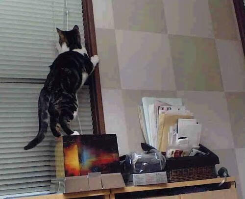 约翰·恩多耶-布鲁阿尔200米仰泳决赛展现强劲实力