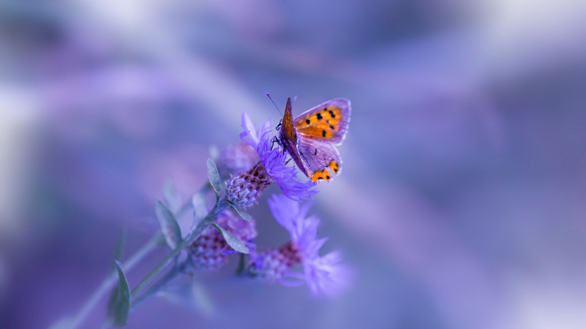 英超强强对决：一场精彩纷呈的足球盛宴，英超强强对话